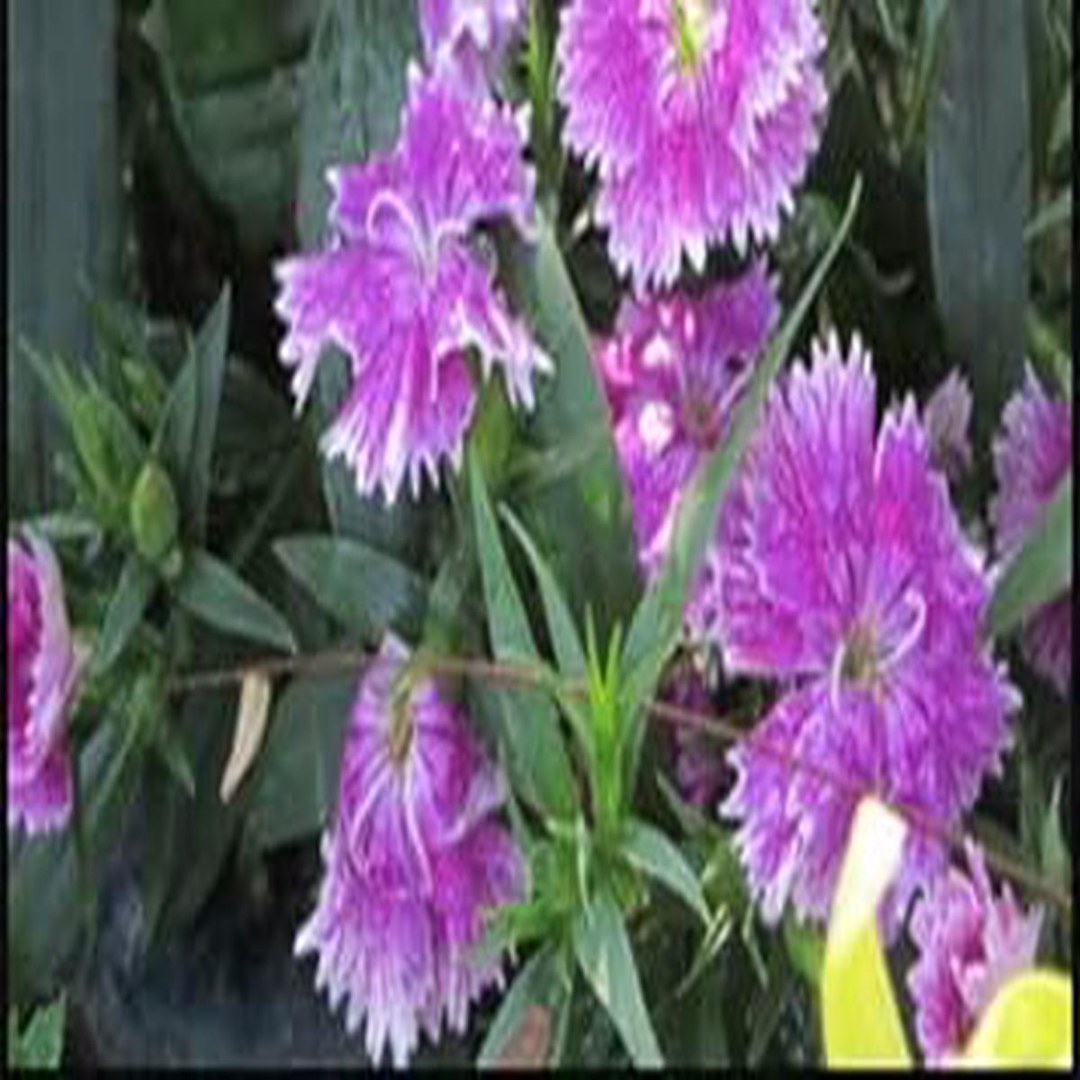 Violet Mix Dianthus Caryophyllus Flower Seeds for Planting  Heirloom, Non-GMO, Organic Garden Seeds