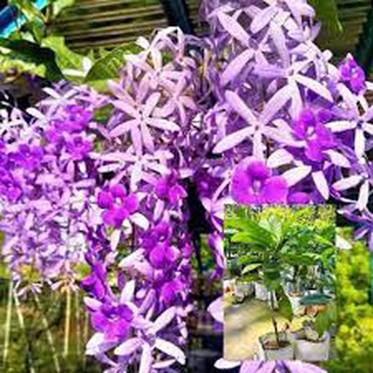 Violet Pennyroyal Flower Seeds for Planting – Heirloom, Non-GMO, High Germination Organic Garden Seeds
