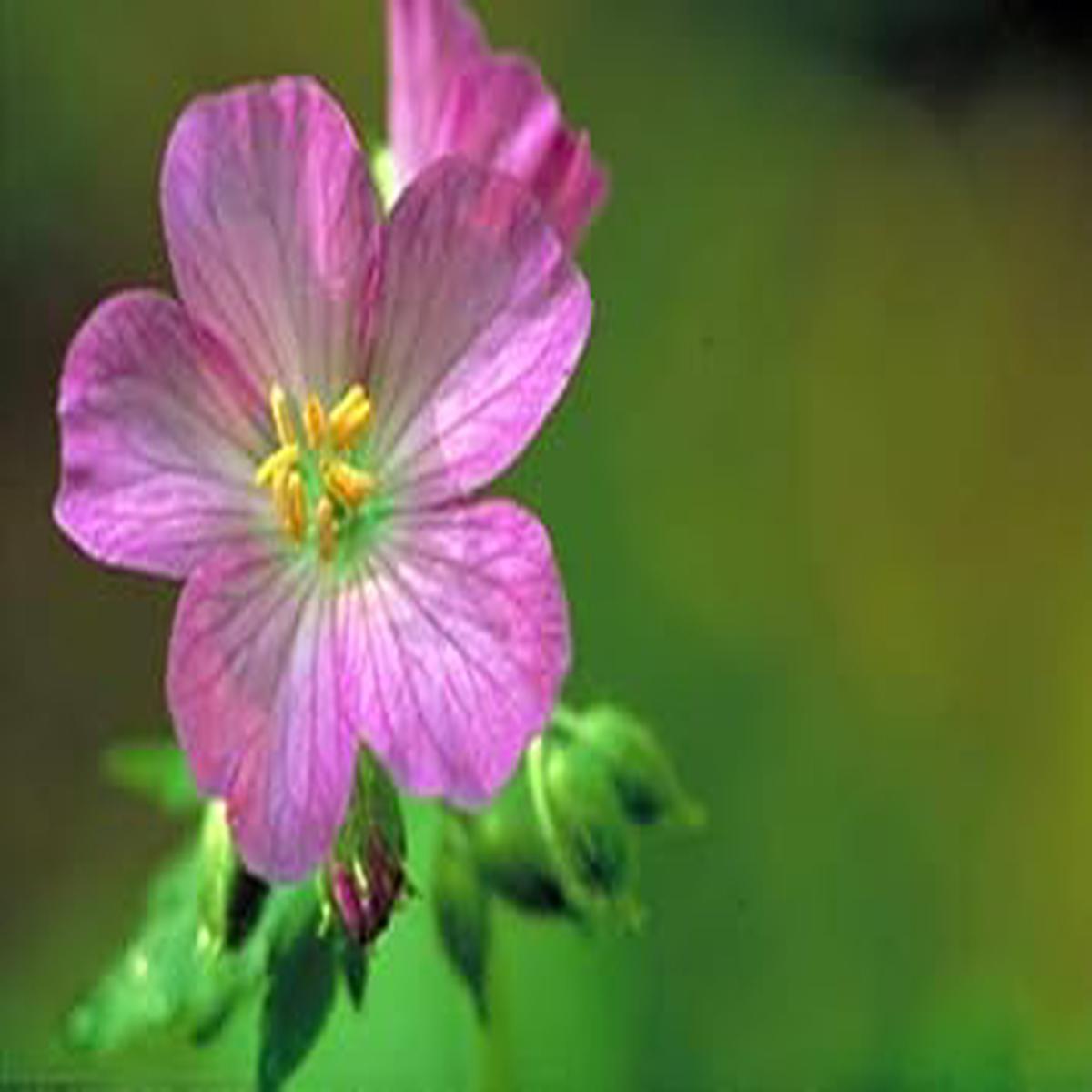 Violet & White Geranium Flower Seeds for Planting  Heirloom Non-GMO Seeds, Organic Garden Seeds with High Germination