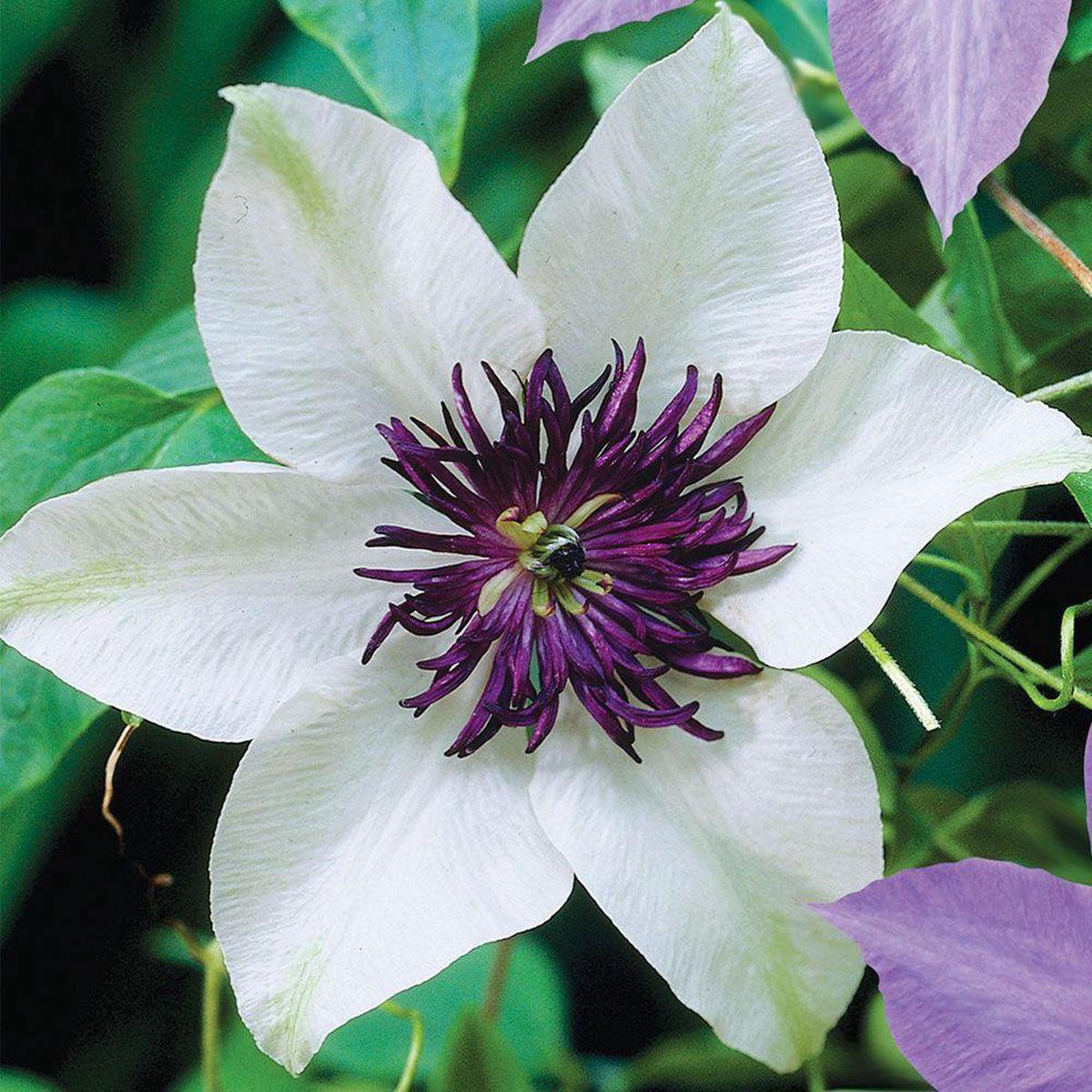 White and Purple Clematis Seeds for Planting  Heirloom, Non-GMO, Perennial, Pollinator-Friendly