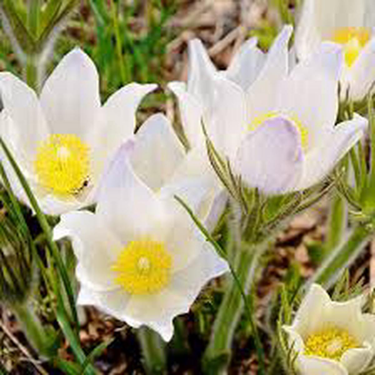 White Anemone Pulsatilla Flower Seeds Heirloom, Non-GMO, High Germination Seeds for Planting