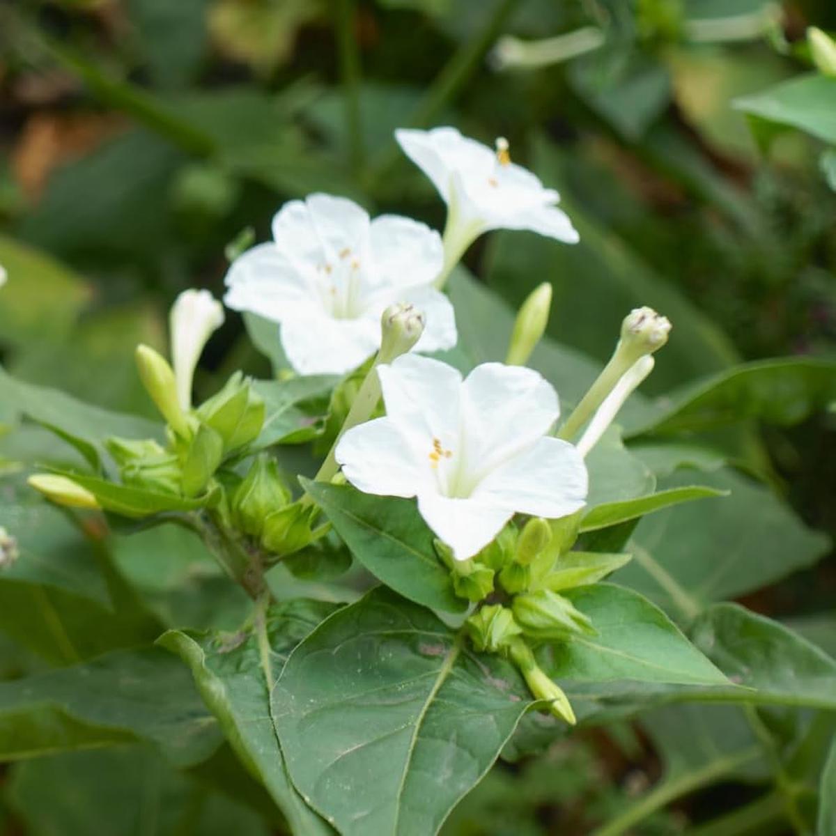 White Four O’Clock Flower Seeds  Heirloom, Non-GMO, High Germination Organic Garden Seeds for Evening Bloom Gardens