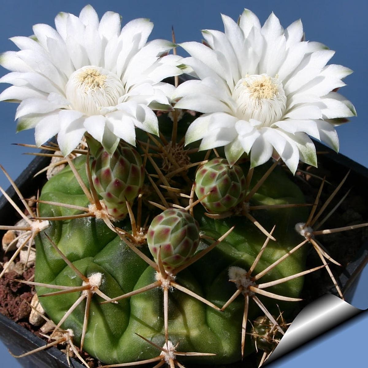 White Gymnocalycium Eurypleurum Flower seeds for Planting – Drought Tolerant, Heirloom & GMO Free Seeds for Home Garden