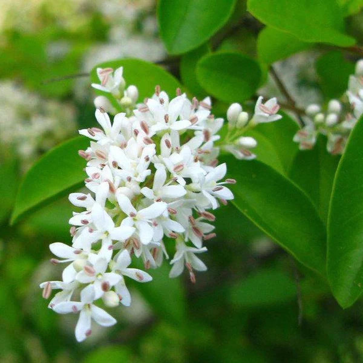 White Ligustrum Flower seeds for Planting – Fragrant Blossoms, Heirloom & GMO Free Seeds for Home Garden