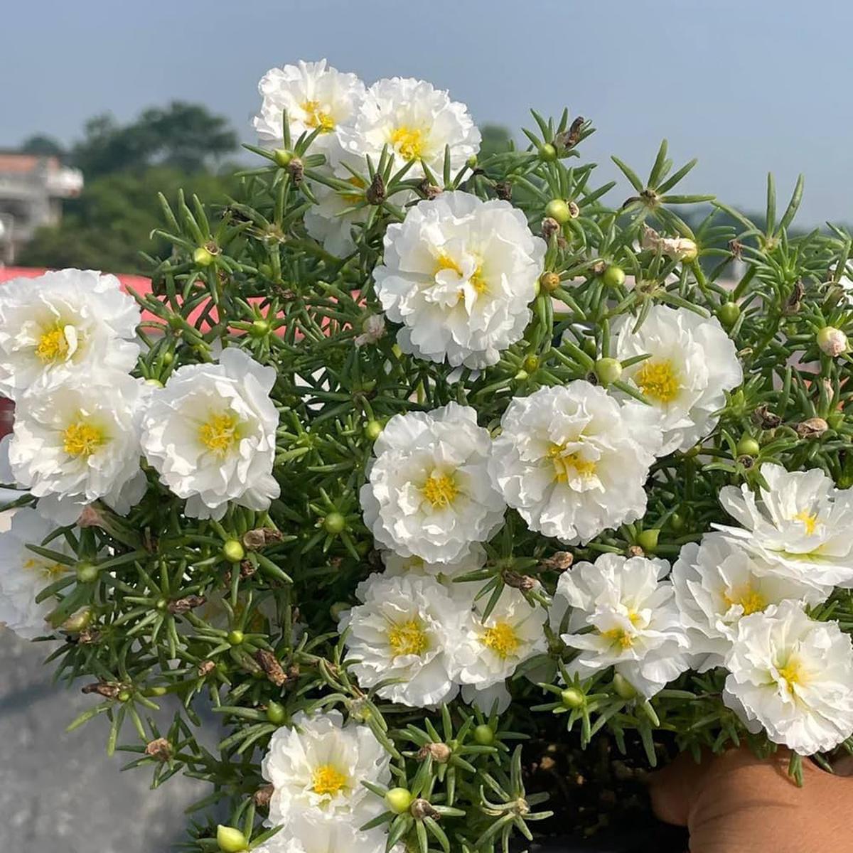 White Portulaca Flower Seeds for Planting  Heirloom, Non-GMO, Organic Garden Seeds, High Germination