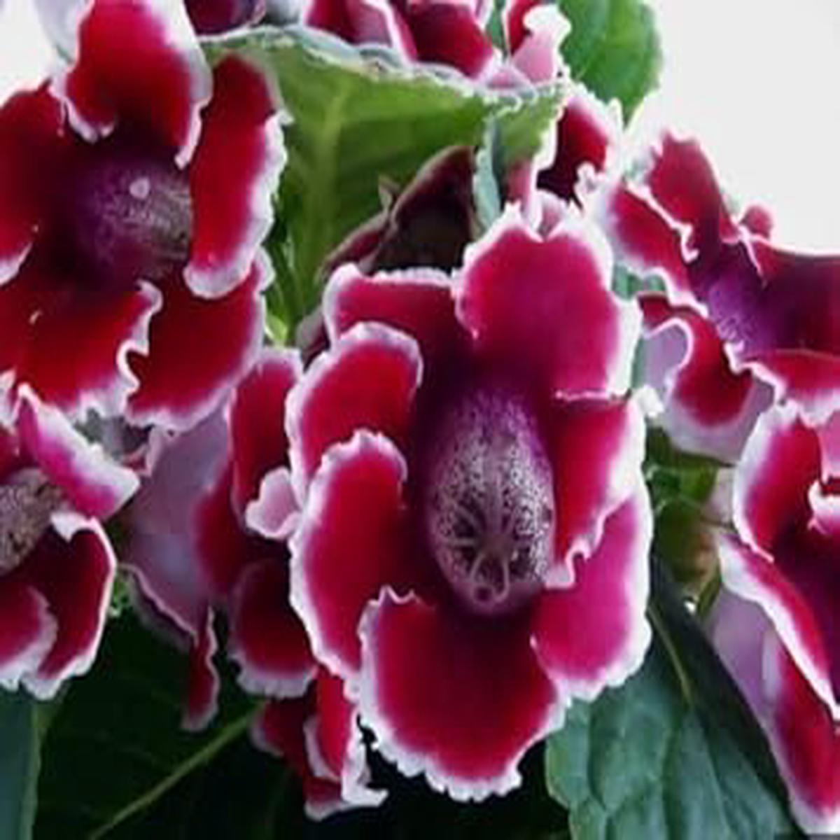 White & Red Gloxinia Heirloom Non-GMO Seeds for Planting High Germination Organic Garden Seeds