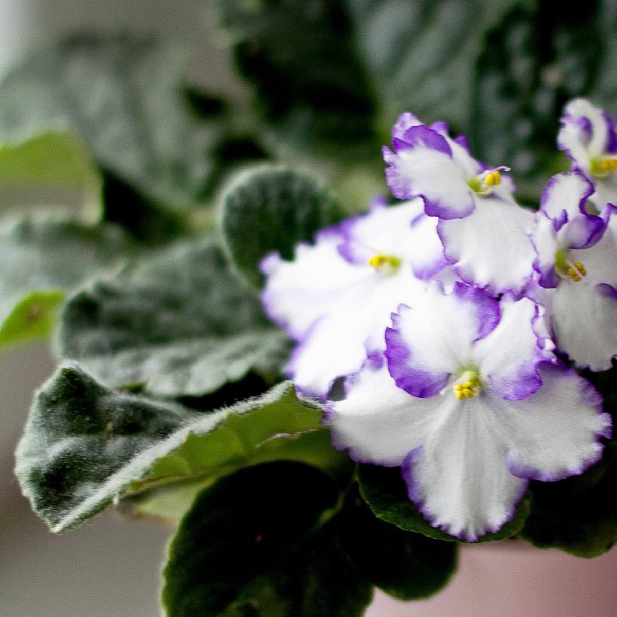 White Violet Saintpaulia Flower Seeds for Planting  Heirloom, Non-GMO, High Germination Organic Garden Seeds
