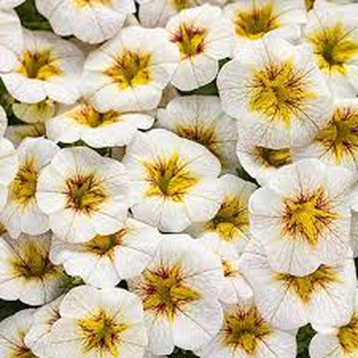 White Yellow Frostfire Flower Seeds for Planting  Heirloom, Non-GMO, Hardy Variety, High Germination Organic Garden Seeds
