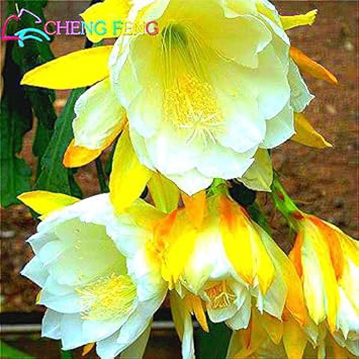 Yellow Epiphyllum Flower Seeds Heirloom Non-GMO Orchid Cactus Seeds for Planting, High Germination