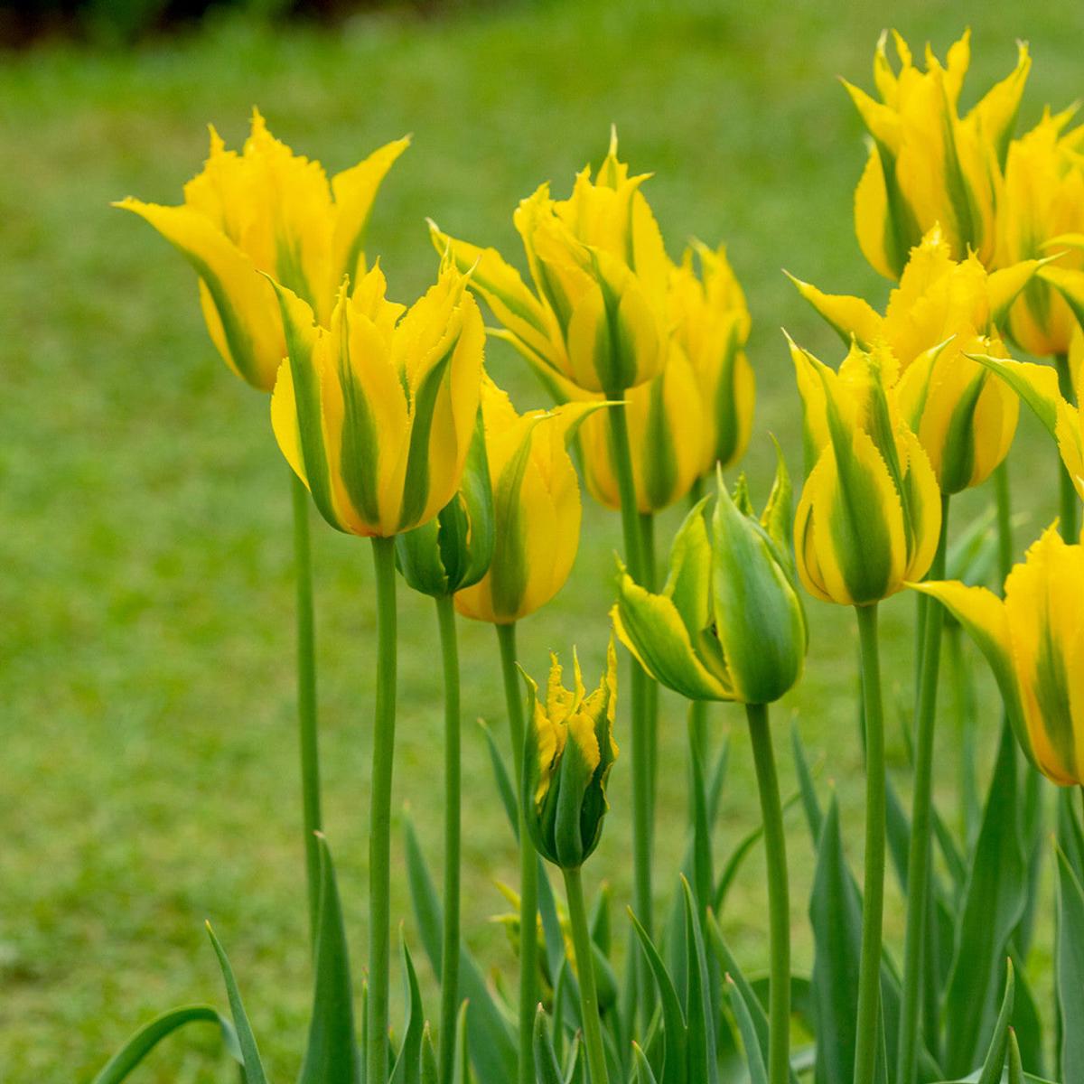 Yellow Green Tulip Flower Seeds for Planting Hardy Variety, Heirloom & GMO Free Seeds for Home Garden