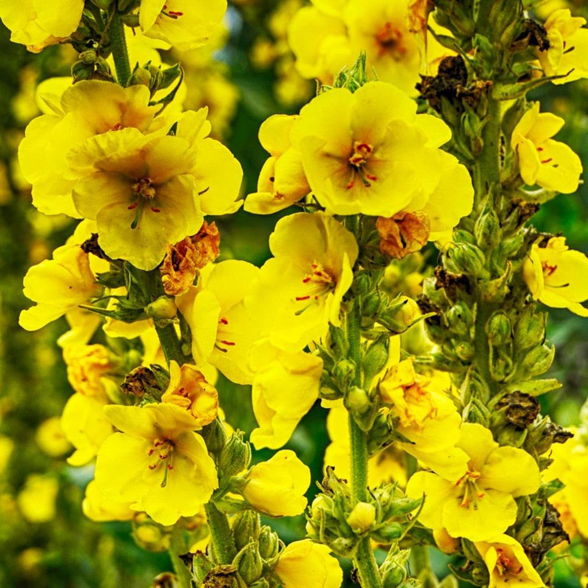 Yellow Mullein Flower seeds for Planting – Cut Flower Favorite, Heirloom & GMO Free Seeds for Home Garden
