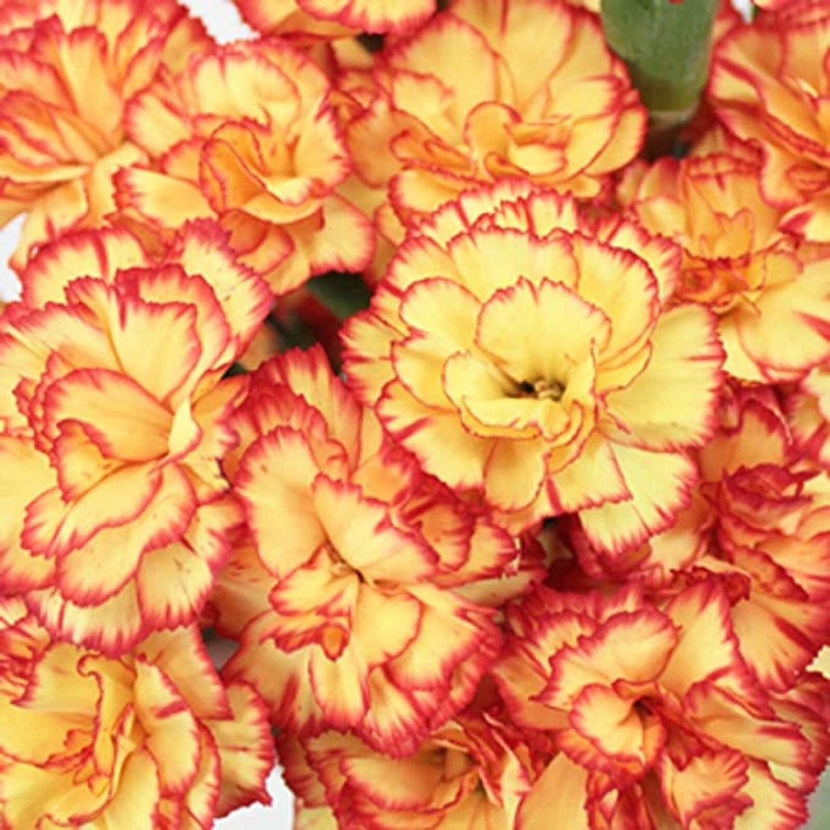 Yellow Red Carnation Flower seeds for Planting Sun Loving Heirloom & GMO Free Seeds for Home Garden