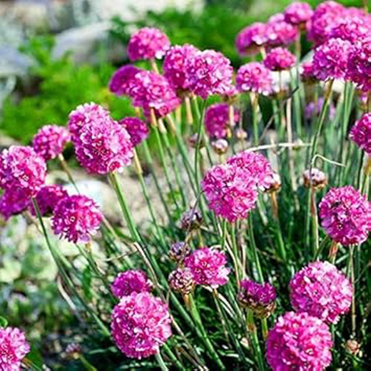 Armeria Maritima Flower seeds for Planting – Premium Quality, Heirloom & GMO Free Seeds for Home Garden