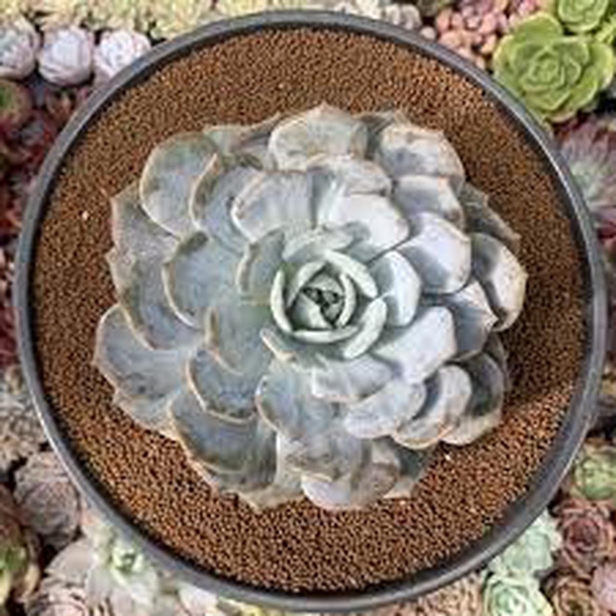 Ash Red Succulent Flower Seeds Heirloom, Non-GMO, High Germination Organic Garden Seeds for Planting Colorful Drought-Tolerant Blooms