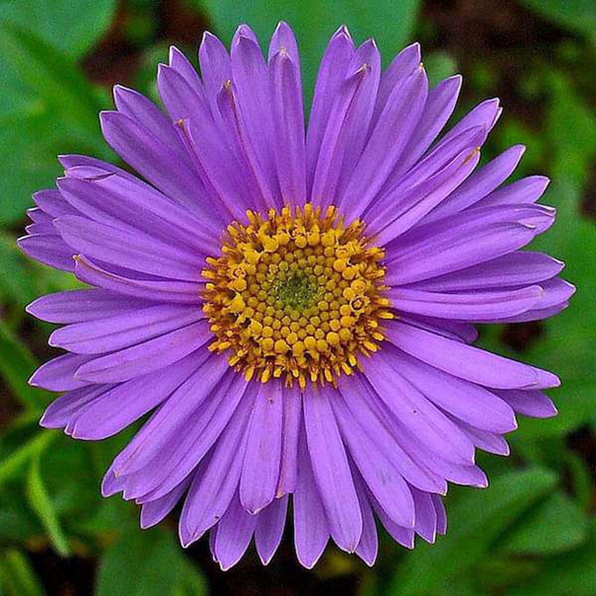 Aster Flower Seeds for Planting  Heirloom Non-GMO Seeds, High Germination for Organic Garden