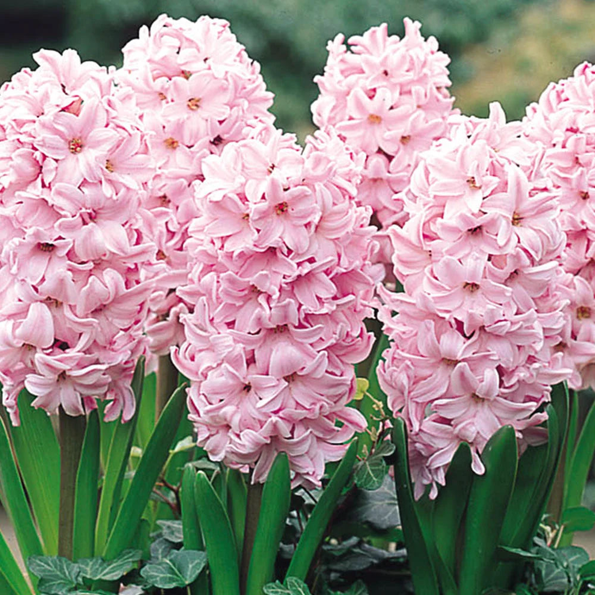 Baby Pink Hyacinth Flower Seeds for Planting – Heirloom Non-GMO High Germination Organic Garden Seeds