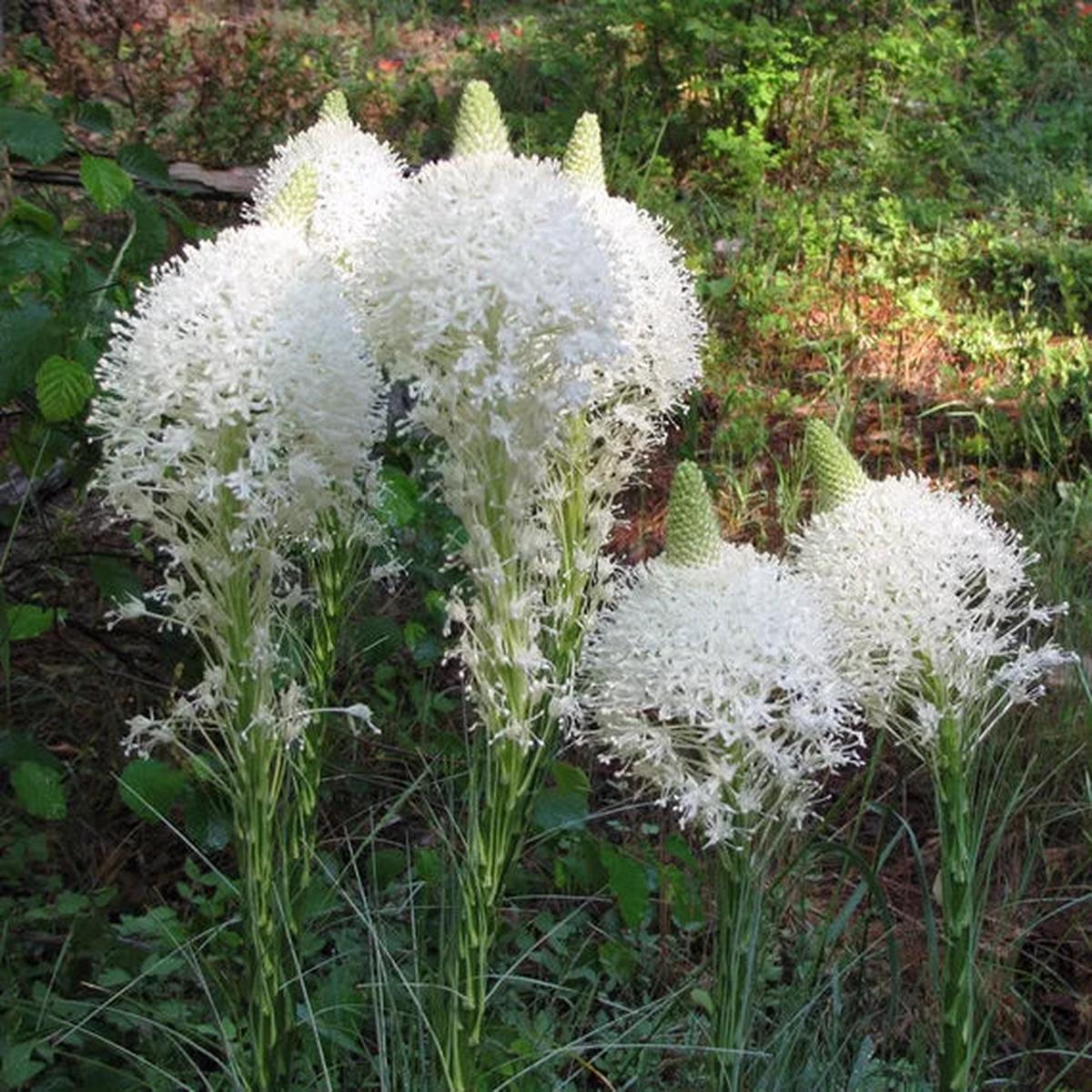 Bear Grass (Xerophyllum Tenax) Flower Seeds  Heirloom Non-GMO Seeds for Wildflower and Woodland Garden Planting