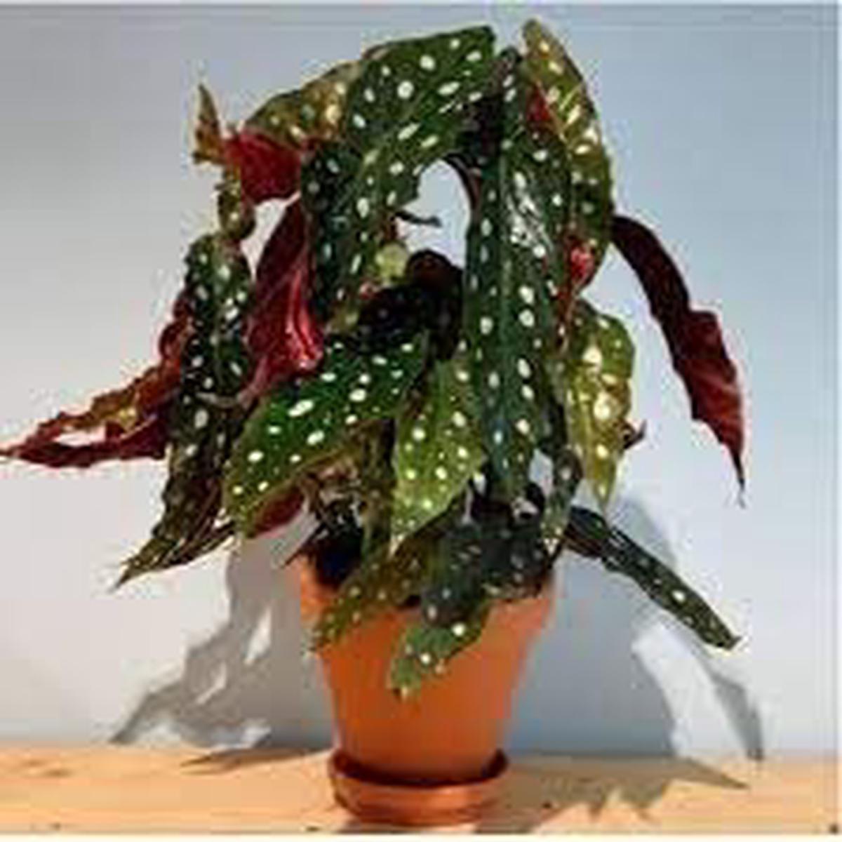 Begonia Flower seeds for Planting – Shade Tolerant, Heirloom & GMO Free Seeds for Home Garden