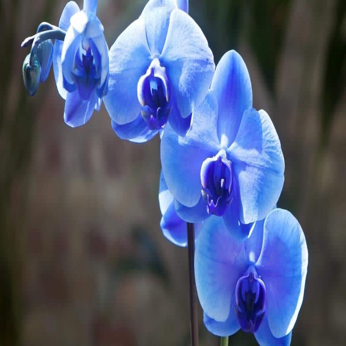 Blue Butterfly Orchid Flower seeds for Planting – Hardy Variety, Heirloom & GMO Free Seeds for Home Garden
