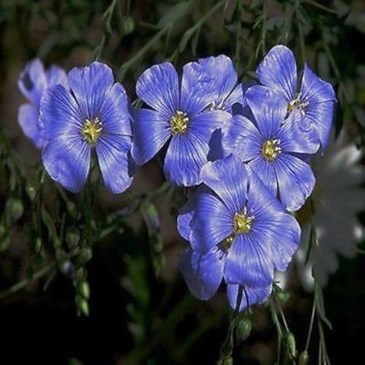 Blue Flax Flower Seeds for planting