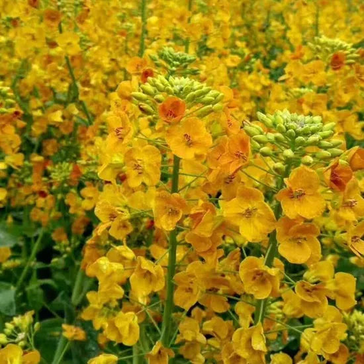 Brassica Campestris Excellent Nectar Plants And Oil Crops Annual Herb Flower  Heirloom, Non-GMO, High Germination Organic Garden Seeds