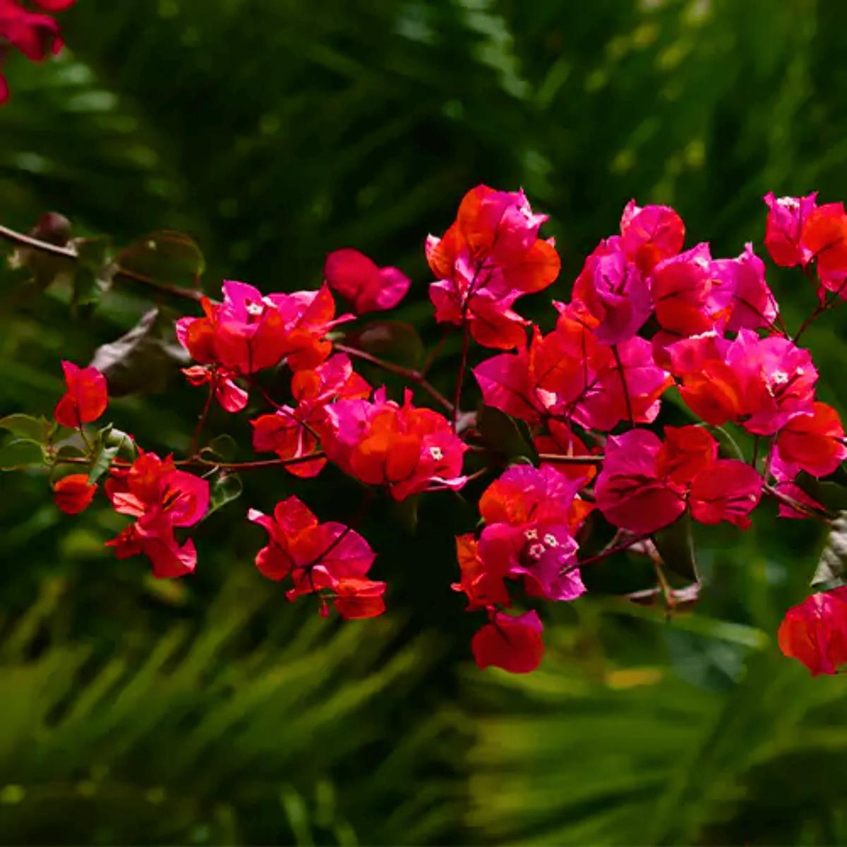 Buganvilla Flower Seeds for Planting – NON GMO Seeds