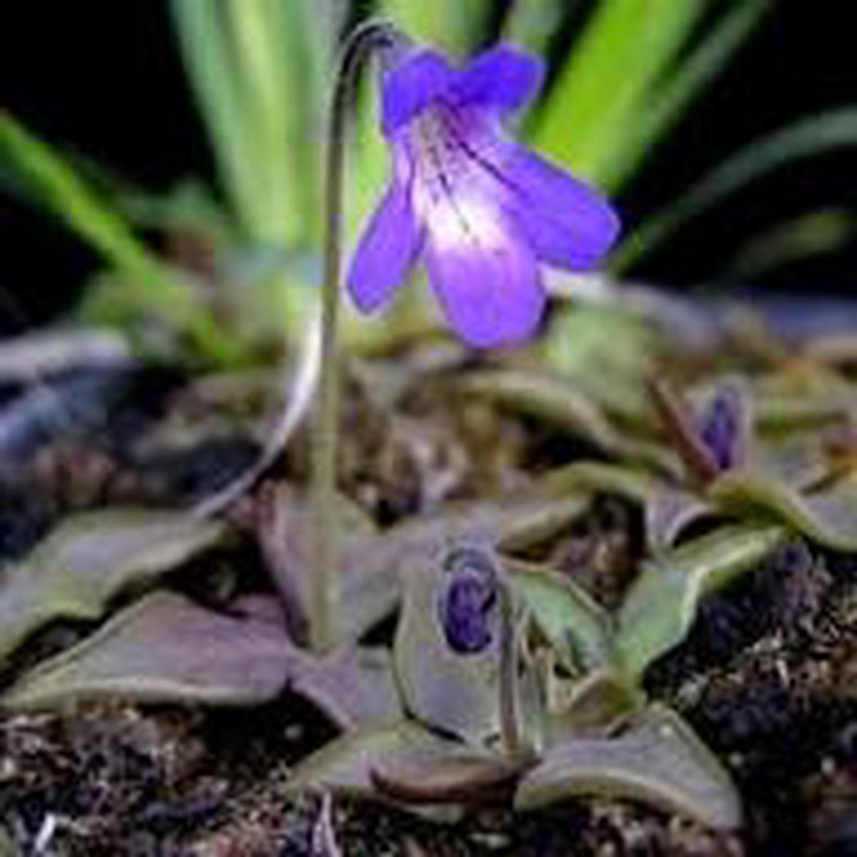 Butterwort Flower Seeds for Planting – Heirloom, Non-GMO, Pollinator Friendly Organic Garden Seeds