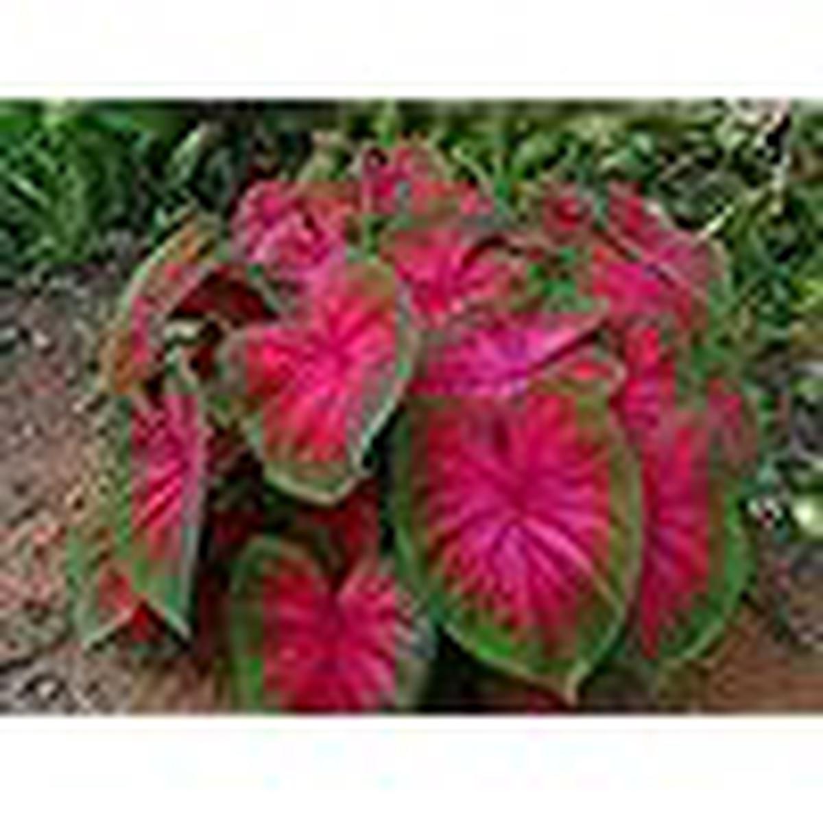 Caladium Bicolor Pale Red Flower Seeds for Planting Heirloom, Non-GMO, High Germination Organic Garden Seeds