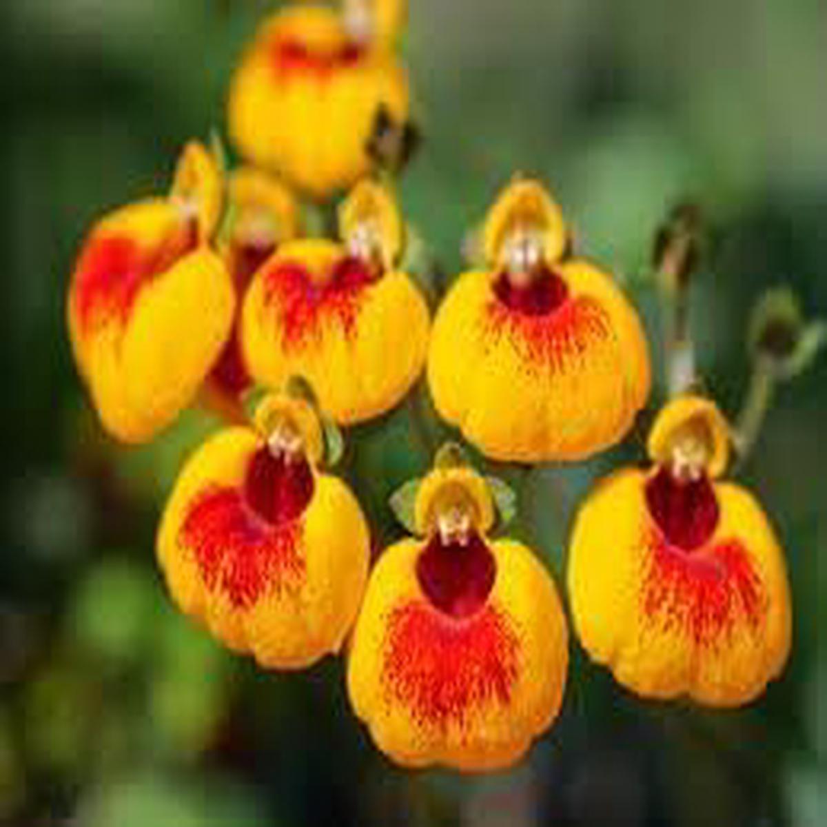 Calceolaria Flower Calceolaria spp. Seeds for Planting in Flower Bed & Garden