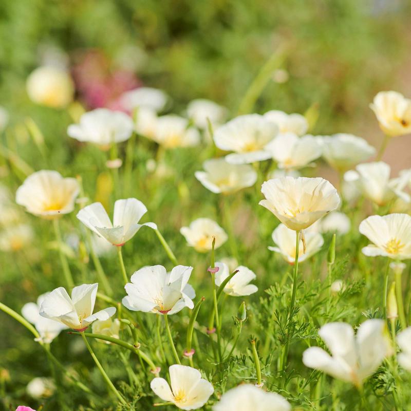 California Poppy Seeds – Ivory Castle