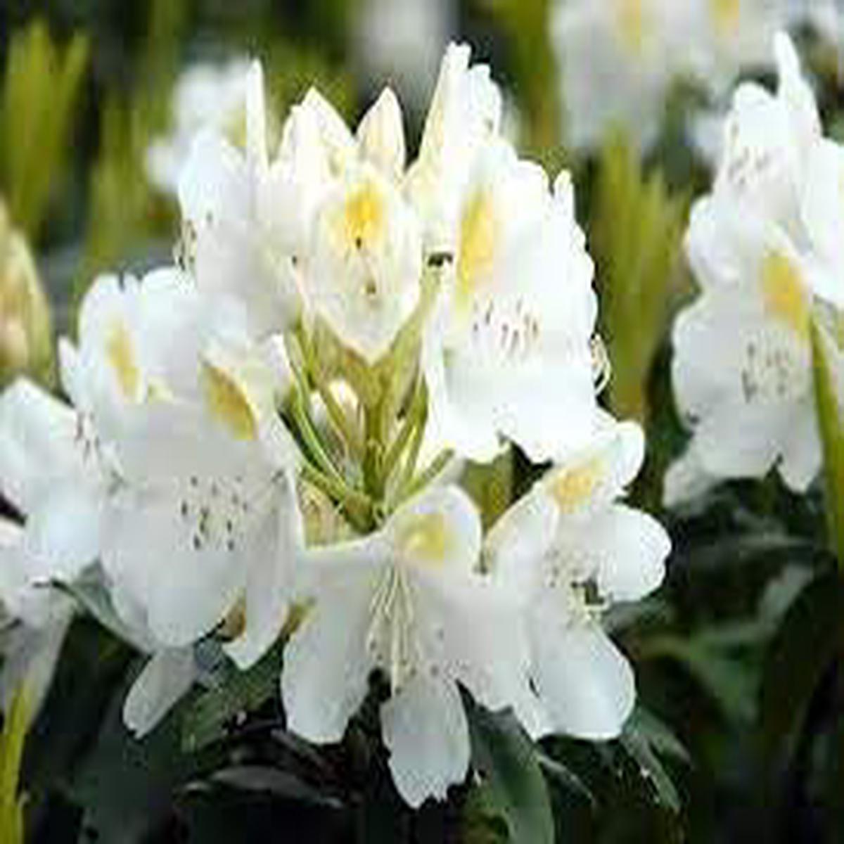 Catawbiense Flower Seeds Heirloom Non GMO Planting – 100 pcs