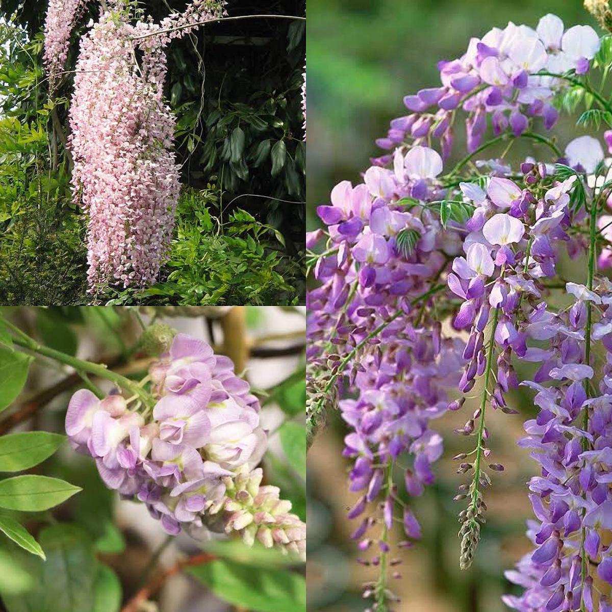 Chinese Wisteria Vine Seeds Fragrant Flower Seeds