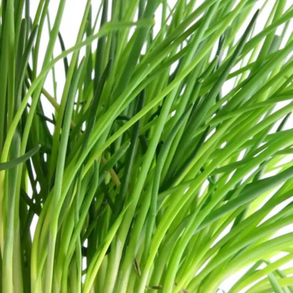 CHIVES SEED SEEDS CHIVE SEED CHIVE SEEDS  Heirloom, Non-GMO, High Germination Organic Garden Seeds