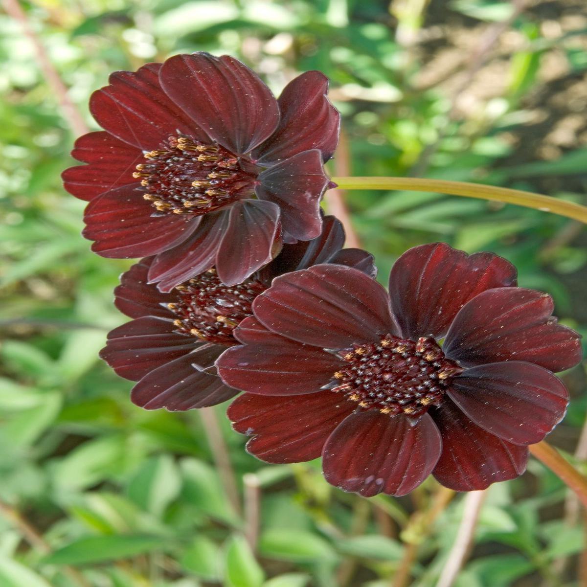 Chocolate Azalea Flower Seeds for Planting  Heirloom, Non-GMO, Borders & Home Organic Garden Seeds