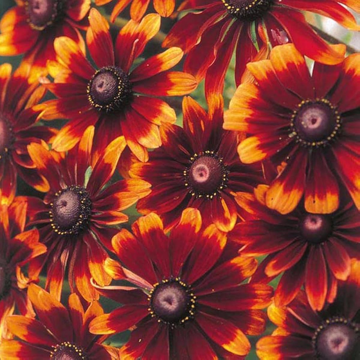Chocolate Orange Rudbeckia Flower seeds for Planting Compact Growth Heirloom & GMO Free Seeds for Home Garden   Sale