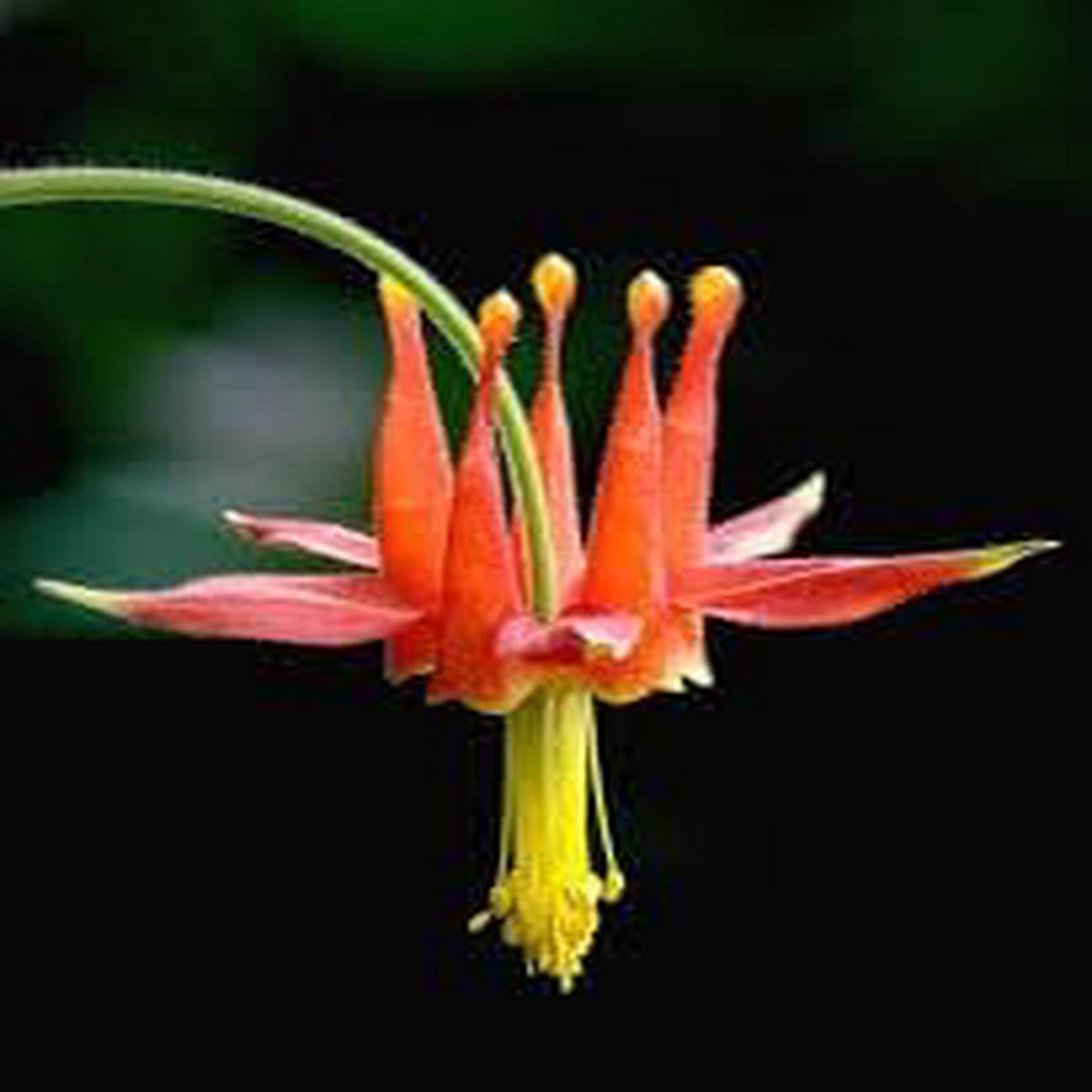 Columbine Viridiflora Flower seeds for Planting Drought Tolerant Heirloom & GMO Free Seeds for Home Garden