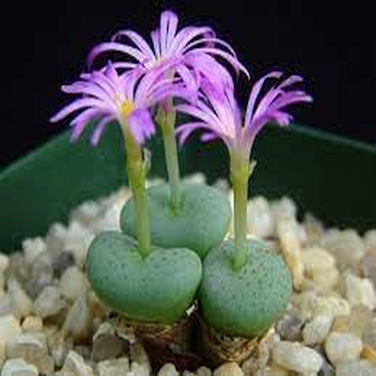 Conophytum Flower seeds for Planting – Premium Quality, Heirloom & GMO Free Seeds for Home Garden