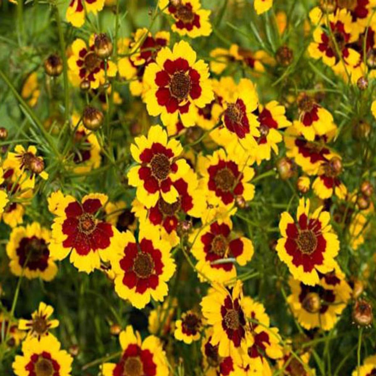 Coreopsis Flower Seeds for Planting – Heirloom, Non-GMO, High Germination Organic Garden Seeds