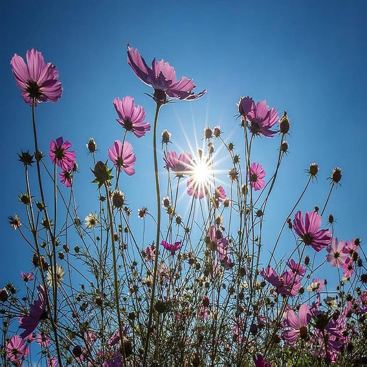 Cosmos Bipinnatus Flower Seeds (Kosmos-Blumensamen)