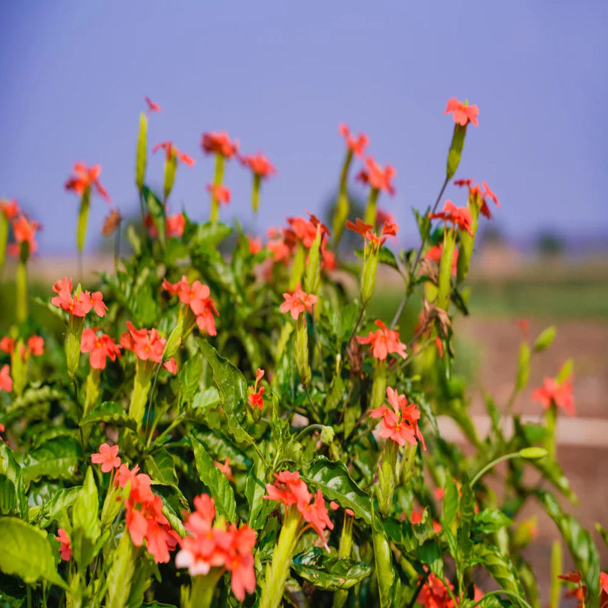 Crossandra Semi Flower Seeds for Planting  Vibrant, Non-GMO, Heat-Tolerant Blooms for Gardens & Pots