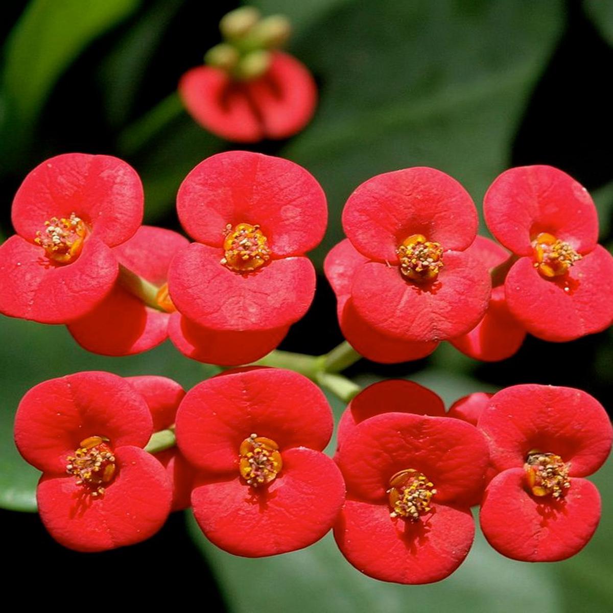 Crown of Thorn Flower Seeds for Planting  Premium Heirloom, Non-GMO, High Germination Garden Seeds