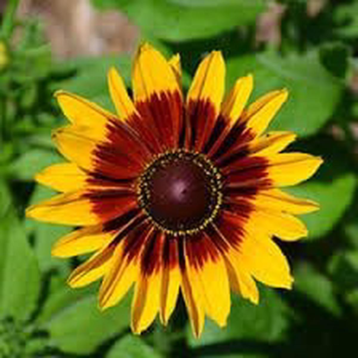 Cutleaf Coneflower Seeds for Planting – Heirloom & Non-GMO Garden Seeds, Beautiful Blooms