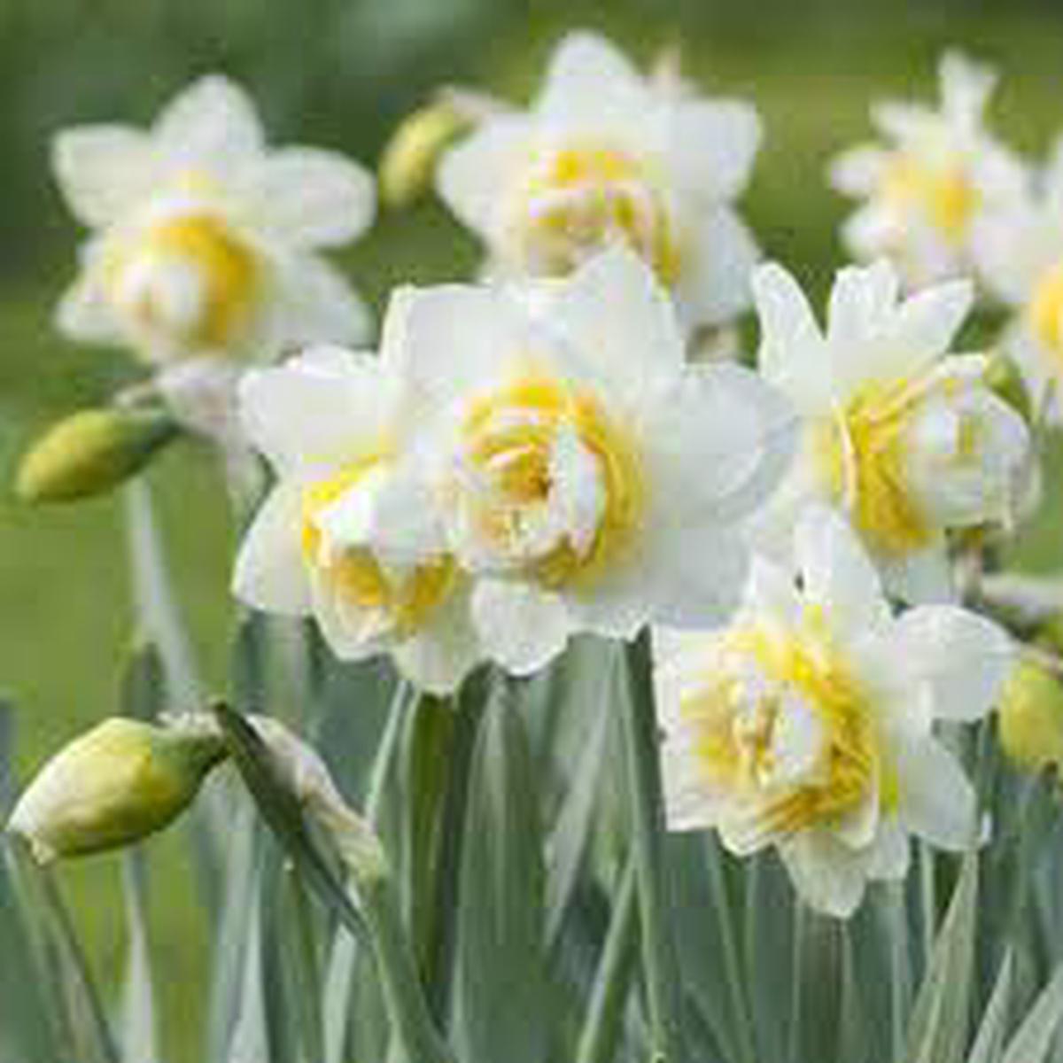 Daffodil Flower seeds for Planting – Cut Flower Favorite, Heirloom & GMO Free Seeds for Home Garden