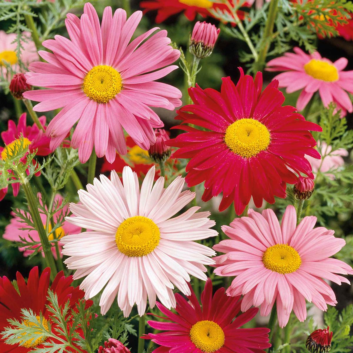 Daisy Seeds (Painted) – Robinsons Giant Mix