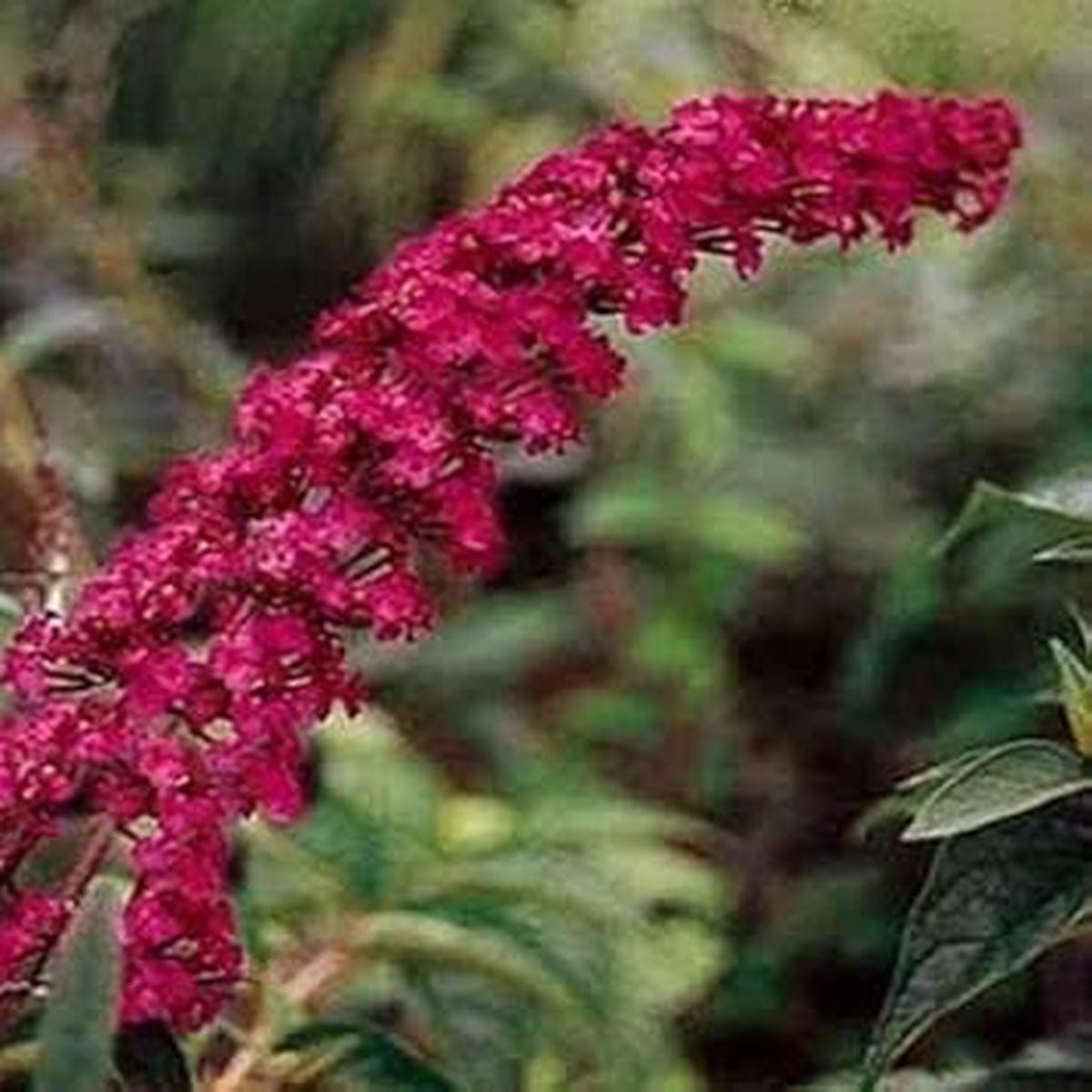 Dark Pink Buddleia Butterfly Bush Seeds for Planting | Heirloom Non-GMO High Germination Organic Garden Seeds