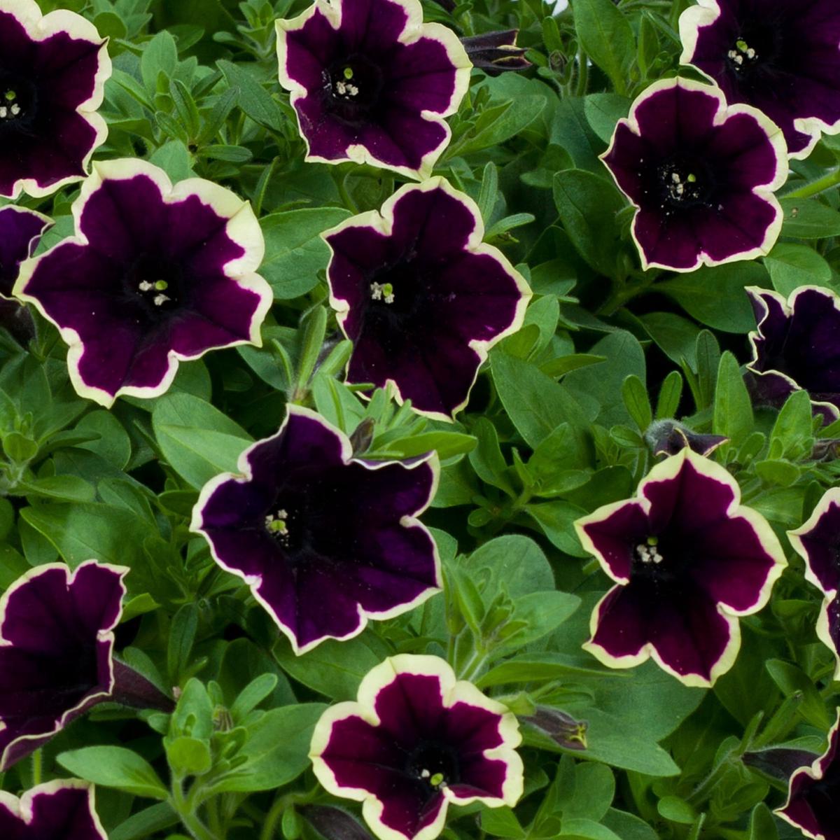 Dark Purple Magenta Petunia Seeds for Planting – Heirloom, NON-GMO Flower Seeds – Vibrant Blooms