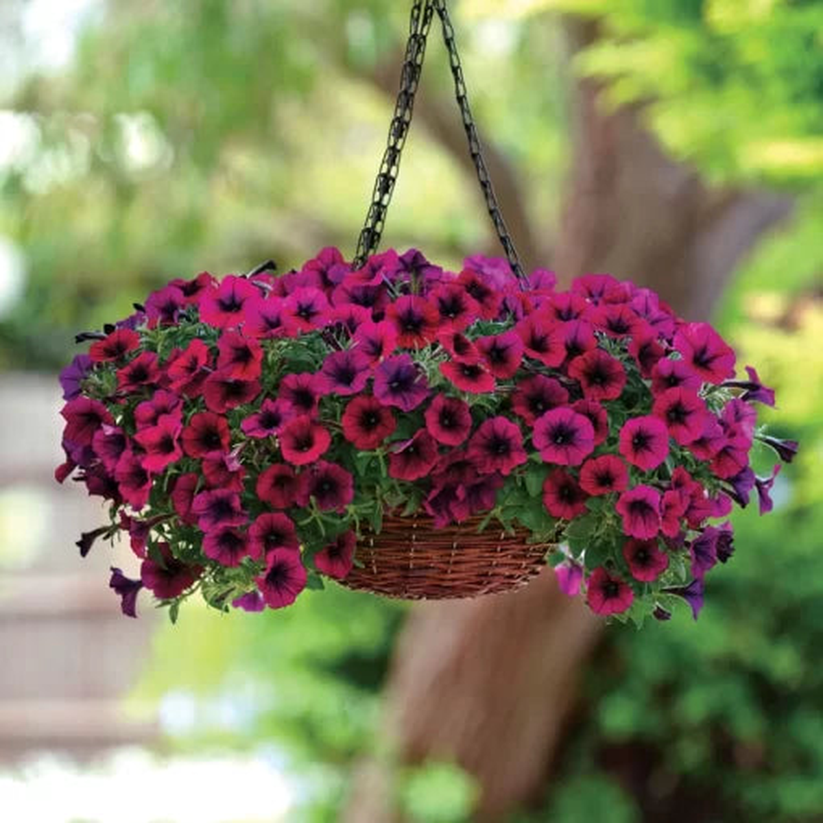 Deep Purple Petunia Seeds | Shock Wave Rich Violet Petunias  Heirloom, Non-GMO, High Germination Organic Garden Seeds
