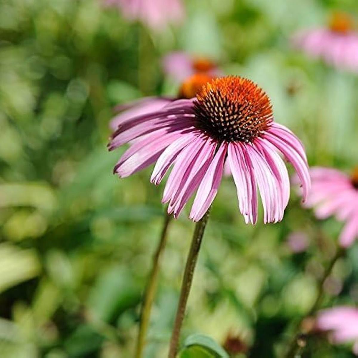 Echinacea Luster Mix seeds  colorful coneflower mix for perennial beds