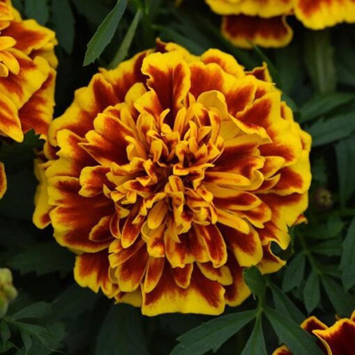 French Marigold Bonanza Bee Imported  Heirloom, Non-GMO, High Germination Organic Garden Seeds
