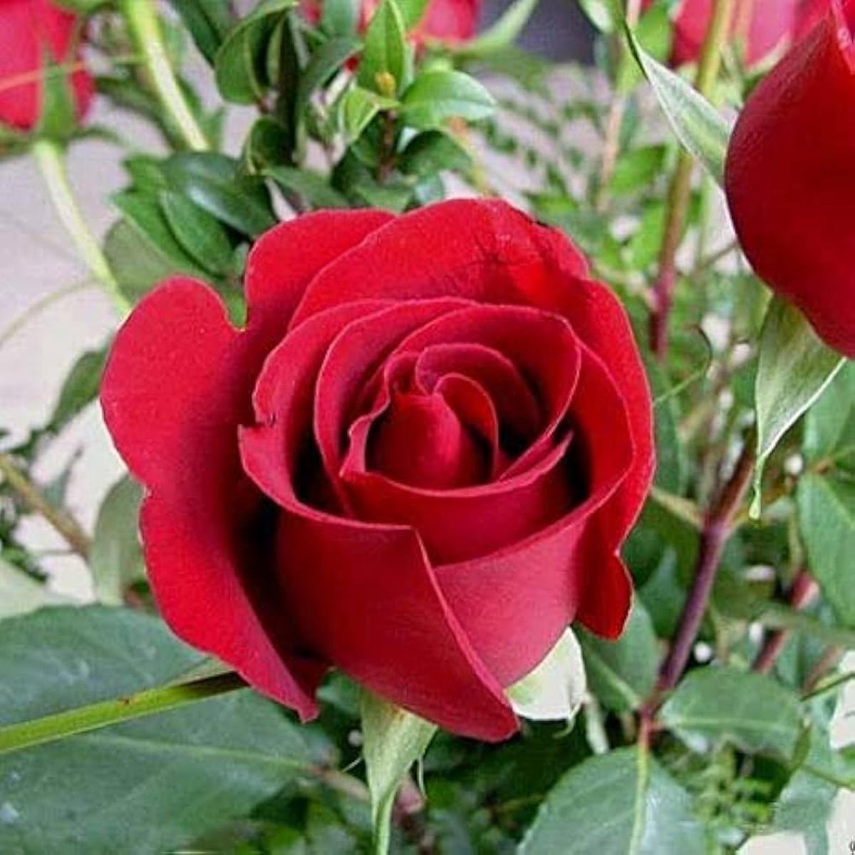 Full Red Rose Flower Seeds for Planting | Heirloom Non-GMO High Germination